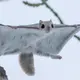 モモンガさんのアイコン