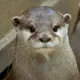 コツメさんのアイコン
