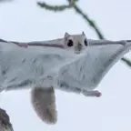 モモンガさんのアイコン